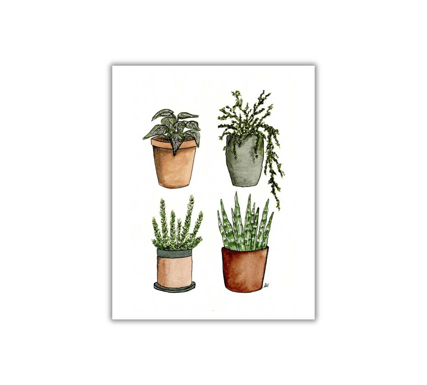 Four House Plants - Pen and Watercolor Archival Art Print