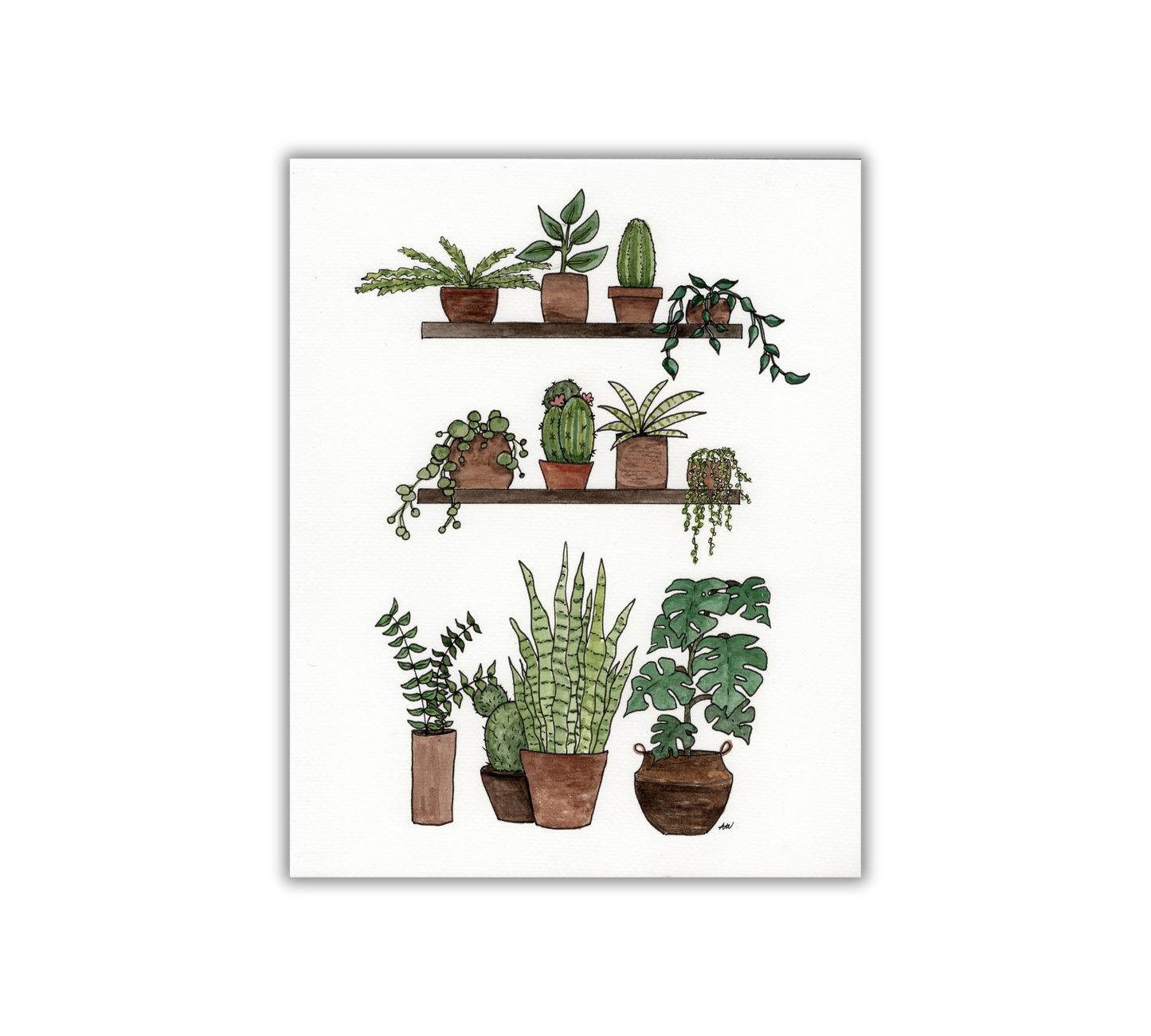 Shelves of Plants - Pen and Watercolor Archival Art Print